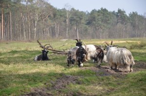 Een paar bokken van de kudde in het natuurgebied Kerkeindsche Heide. (Foto: Paul Spapens)